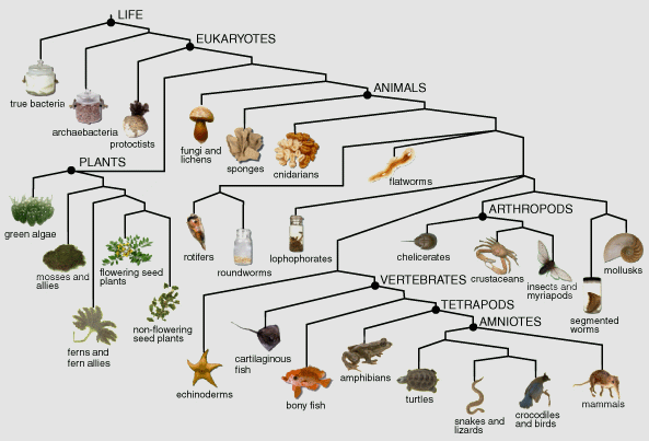 The Tree Of Life Taxonomy Exploring Science