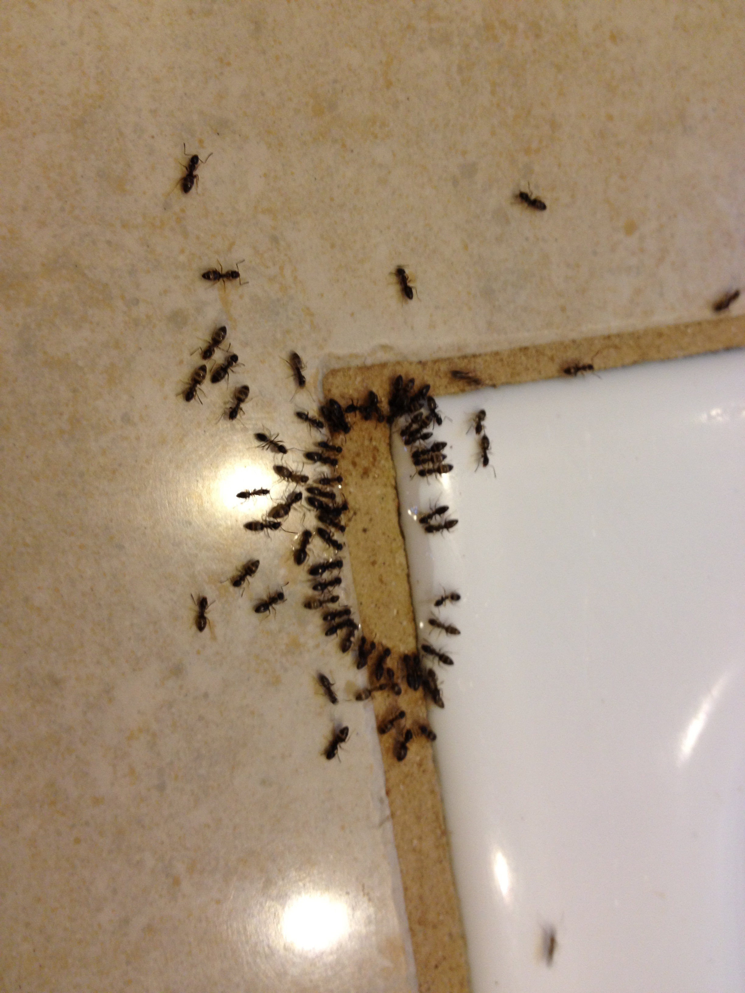 Horizon Pest Control Blog Learning How To Bait Ants